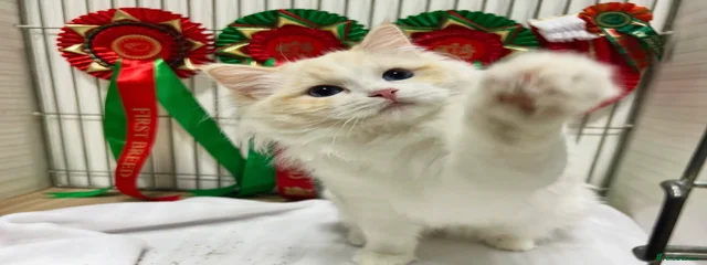 Afina Twyla Bleu
