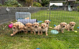 Labrador Retriever dogs for sale: Beautiful Labrador Puppies  - Image 3