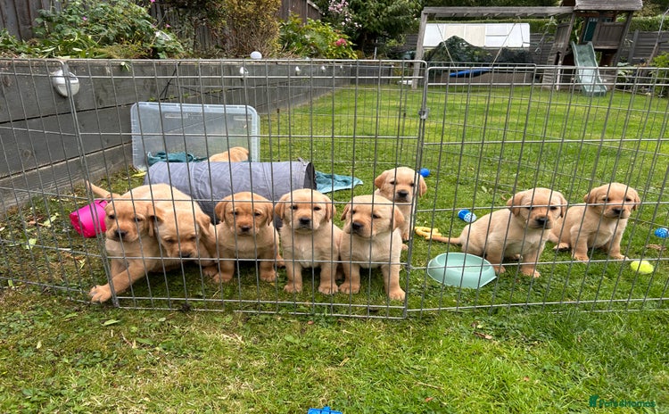 Labrador Retriever dogs - Advert 11