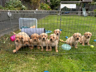 Labrador Retriever dogs - Advert 36