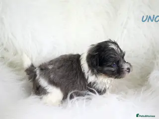 Yorkshire Terrier dogs for sale: ✨ Stunning Biewer & Merle Yorkies – Ready Apr 25 ✨ - Advert 1