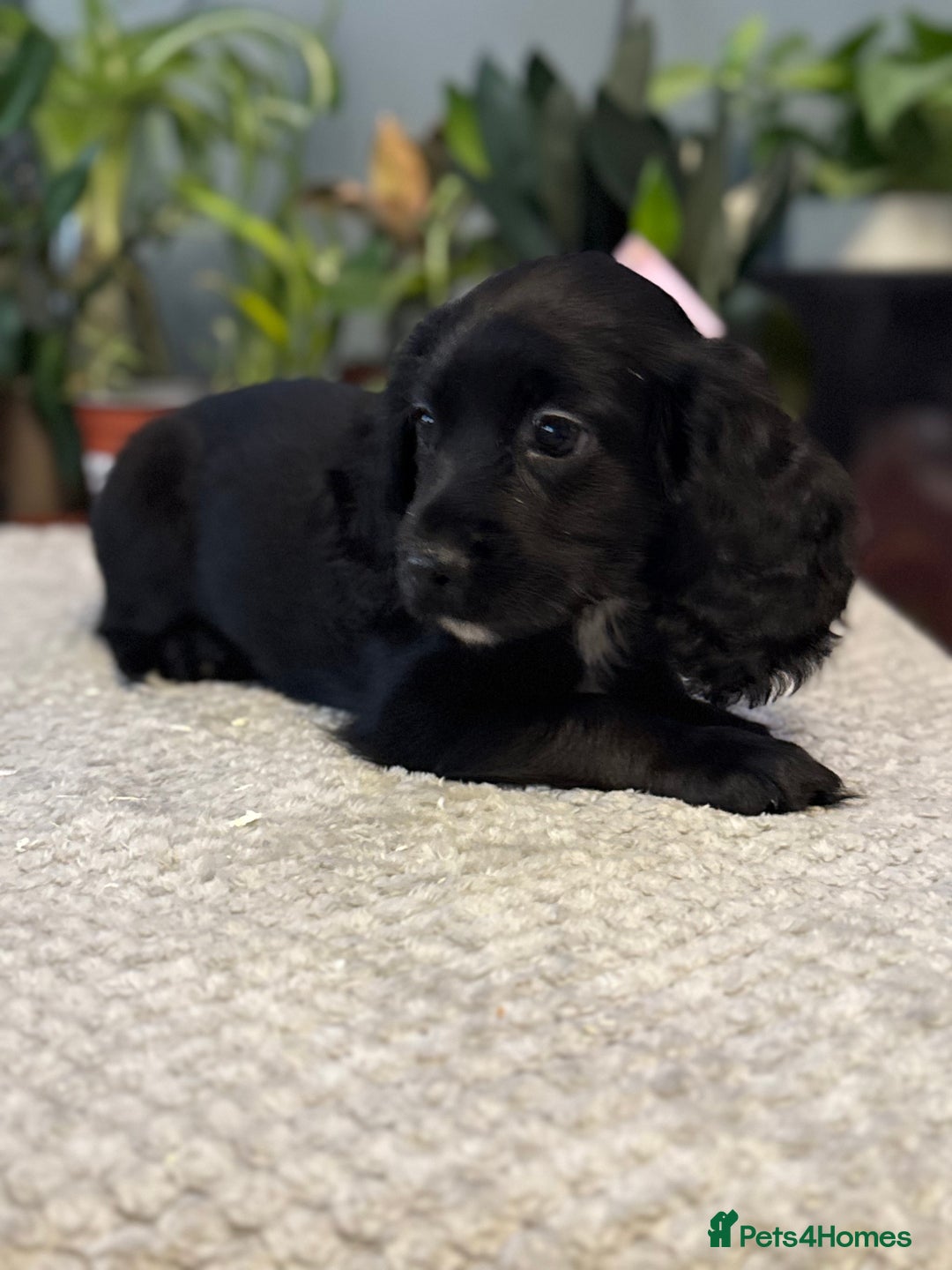 Cocker Spaniel dogs for sale: Four beautiful *working* cocker spaniel puppies - Advert 22