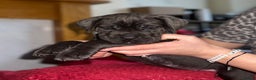Cane Corso dogs for sale: Full bloodline Cane Corso Italiano FCI - Advert 9