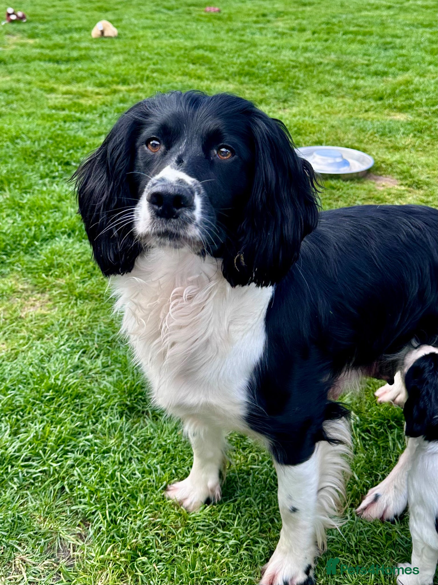 English Springer Spaniel dogs for sale: KC registered English Springer Spaniels - Advert 1