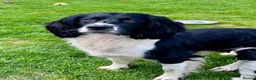 English Springer Spaniel dogs for sale: KC registered English Springer Spaniels - Advert 1