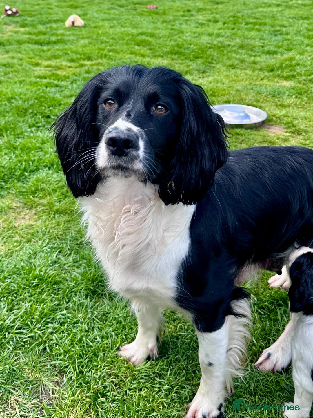 English Springer Spaniel dogs for sale: KC registered English Springer Spaniels - Advert 1