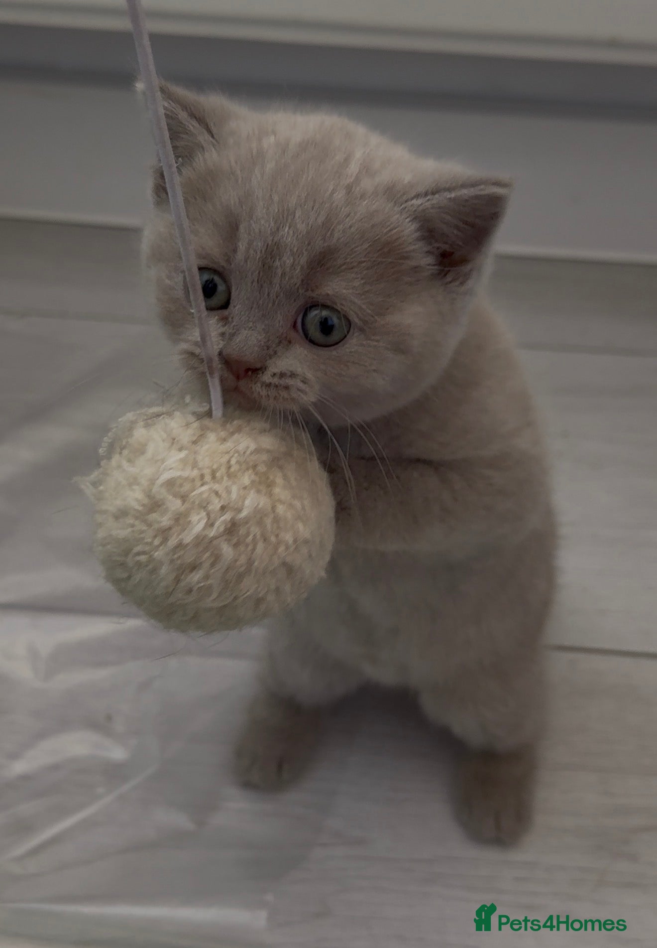 Scottish Fold cats LAST little beauty left🤩 - Advert 6