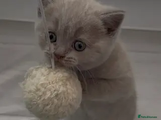 Scottish Fold cats LAST little beauty left🤩 - Advert 6