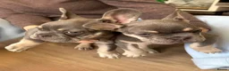 French Bulldog dogs for sale: Gorgeous French Bulldog Puppies - Ready Now⁠ - Advert 23