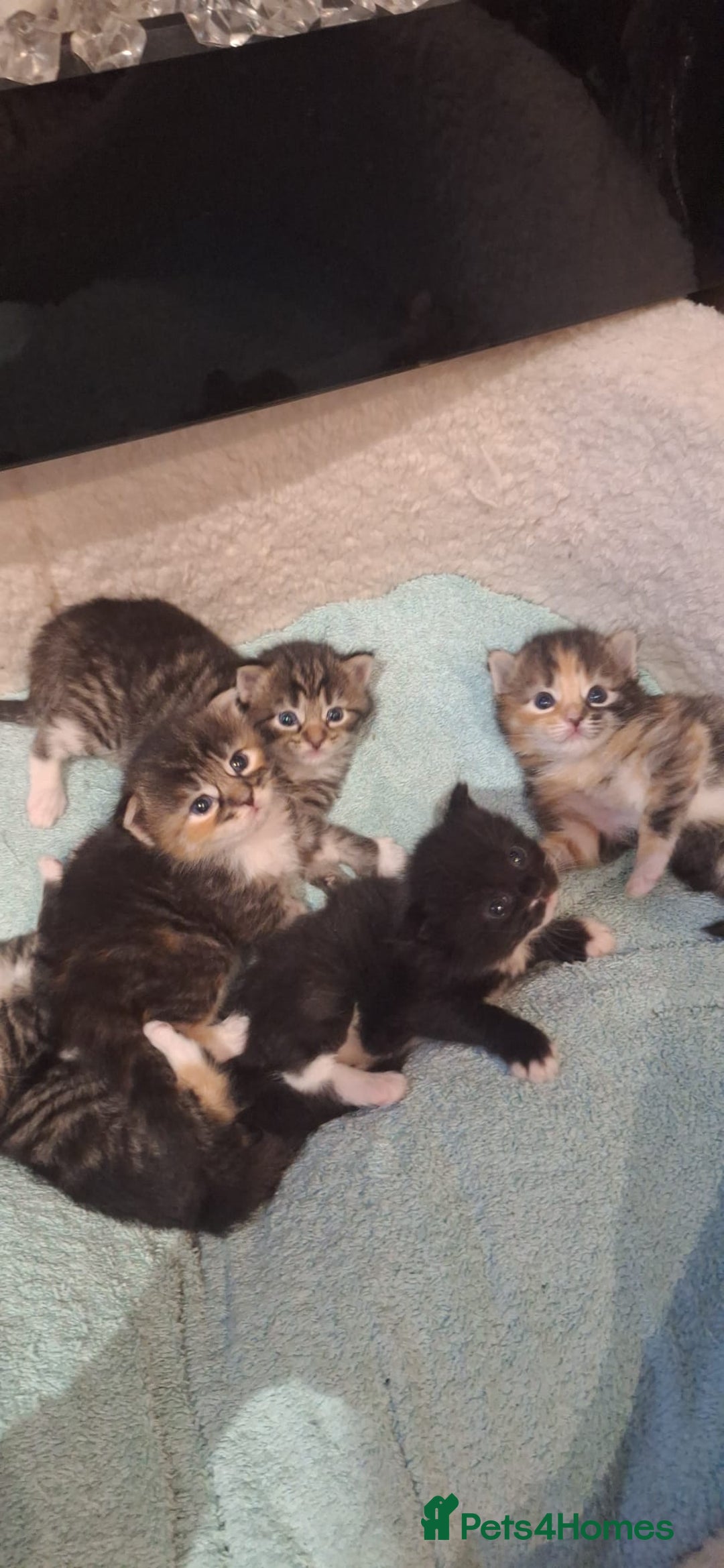 Norwegian Forest Cat cats for sale: Norwegian Forest kittens for sale - Image 11