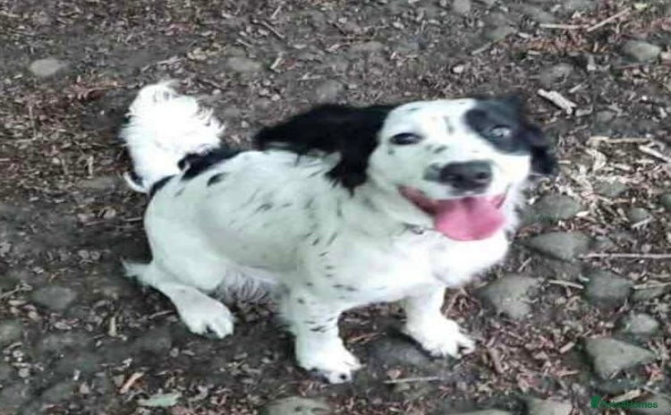 Cocker Spaniel dogs - Advert 1