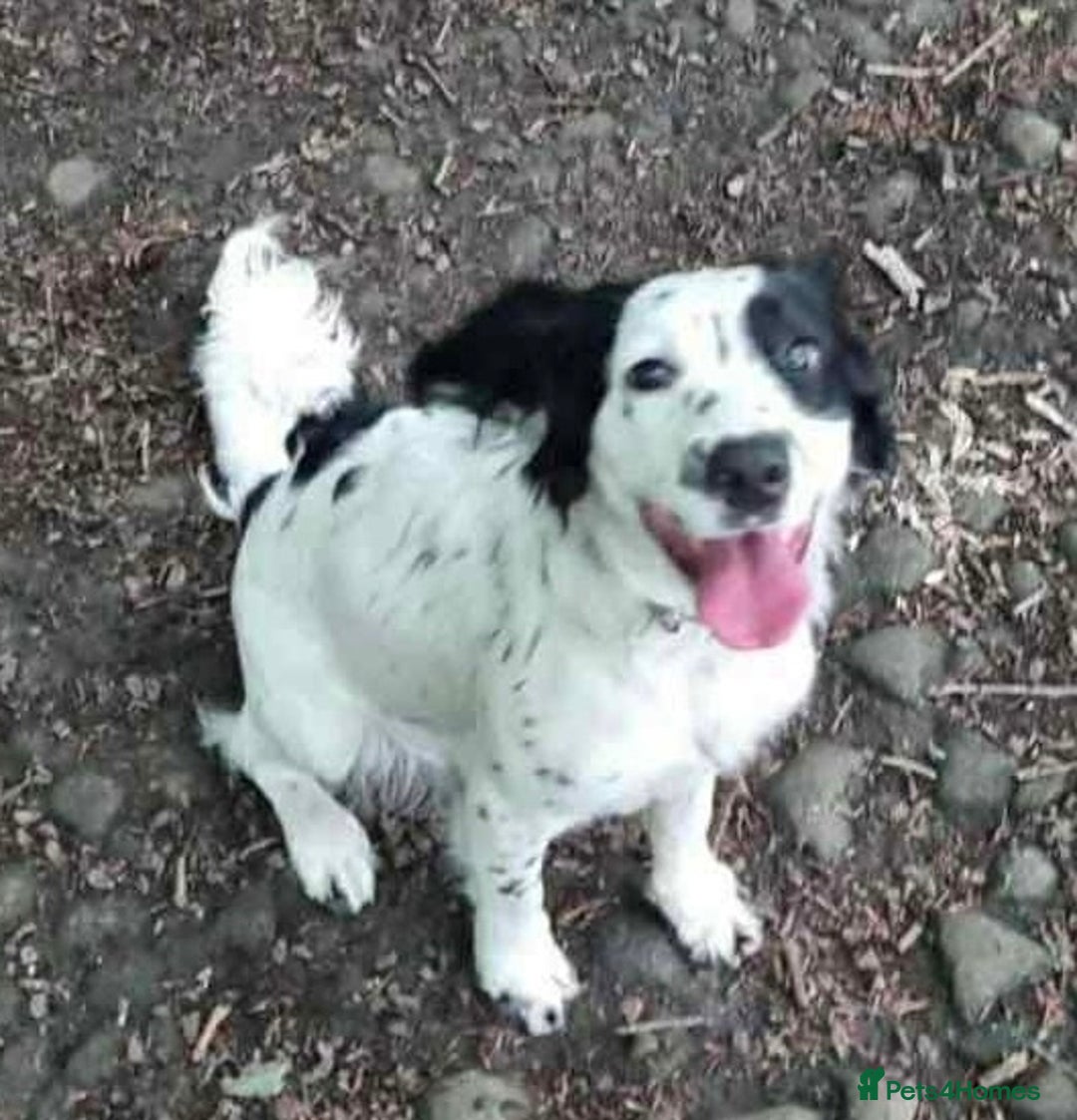 Cocker Spaniel dogs for adoption: Rose needs a loving home  - Image 1