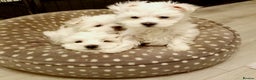 Maltese dogs for sale: 4 Miniature Maltese puppies for sale  - Advert 3