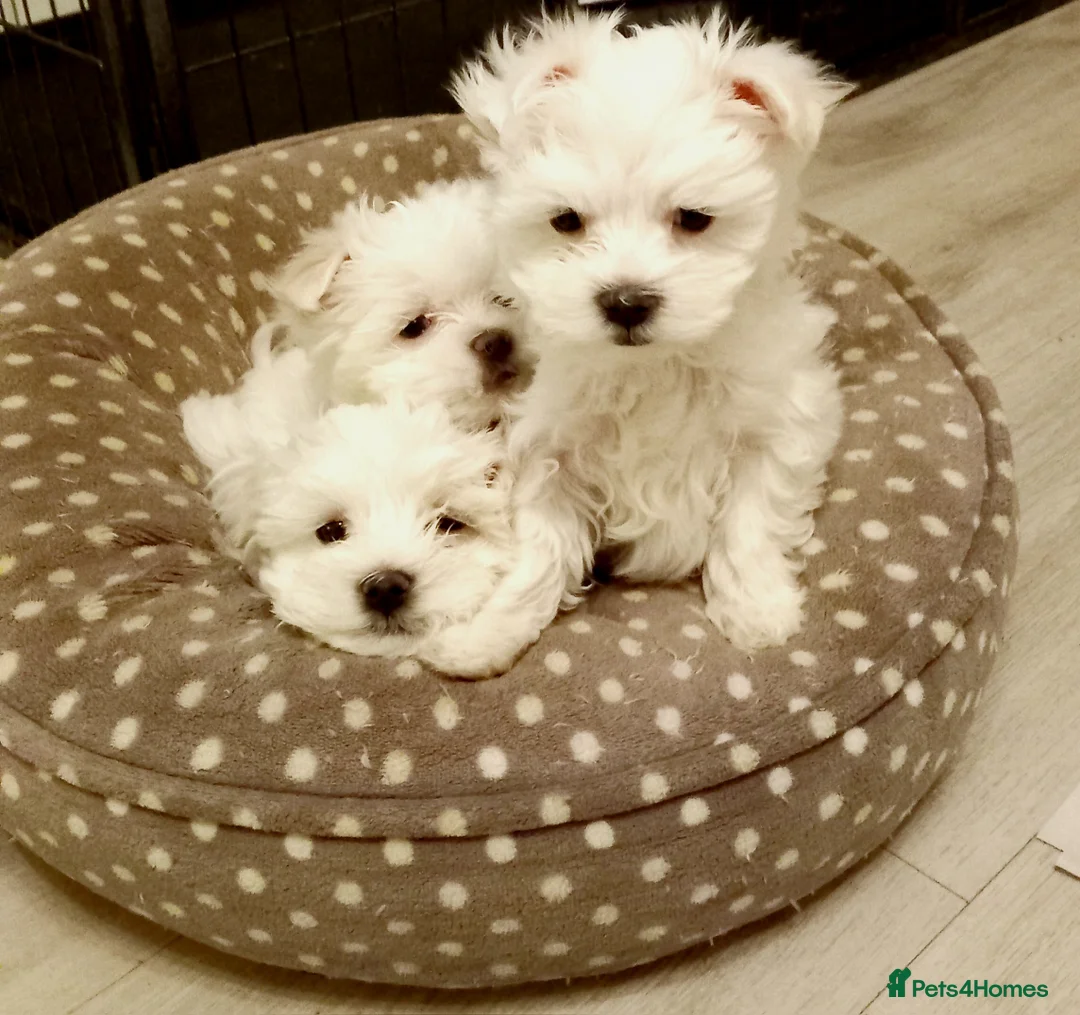 Maltese dogs for sale: 4 Miniature Maltese puppies for sale  - Advert 3
