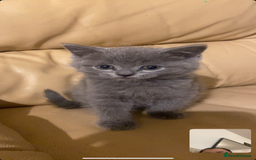 British Longhair cats for sale: Beautiful British blue kittens  - Image 4