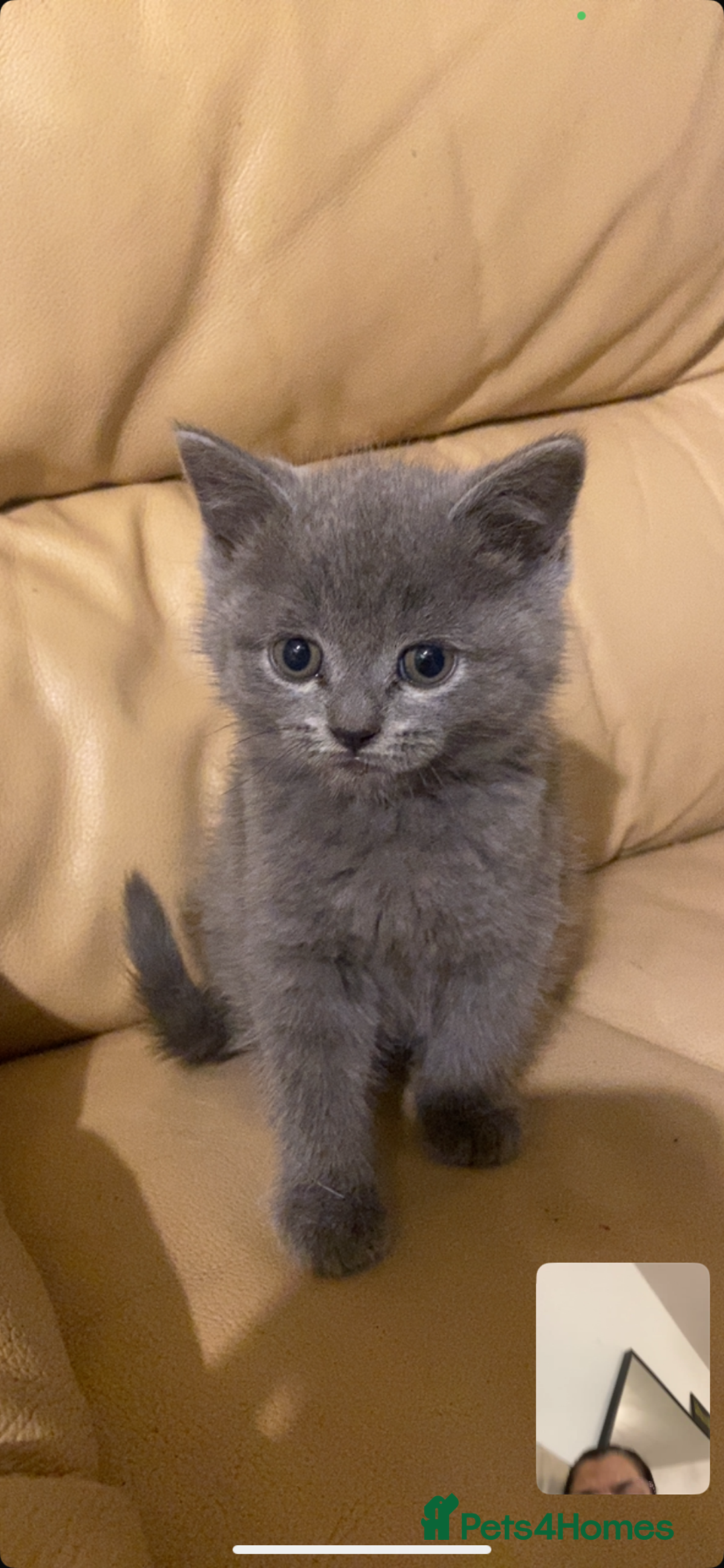 British Longhair cats for sale: Beautiful British blue kittens  - Image 4