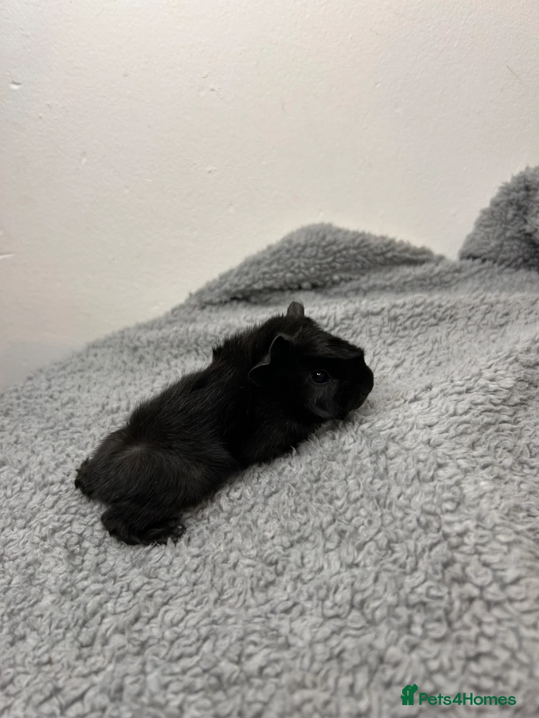 Guinea Pig rodents for sale: Pair of peruvian boars jet black and a full cream - Advert 13