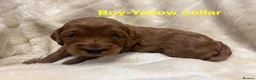 Cockapoo dogs for sale: 🐾 STUNNING F1B RED MINIATURE COCKAPOO PUPPIES  - Advert 20