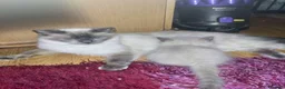 Ragdoll cats for sale: Three gorgeous Ragdoll babies  - Advert 2