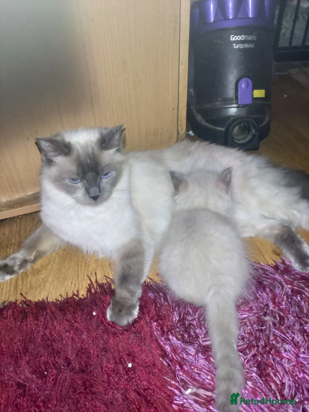 Ragdoll cats for sale: Three gorgeous Ragdoll babies  - Advert 2