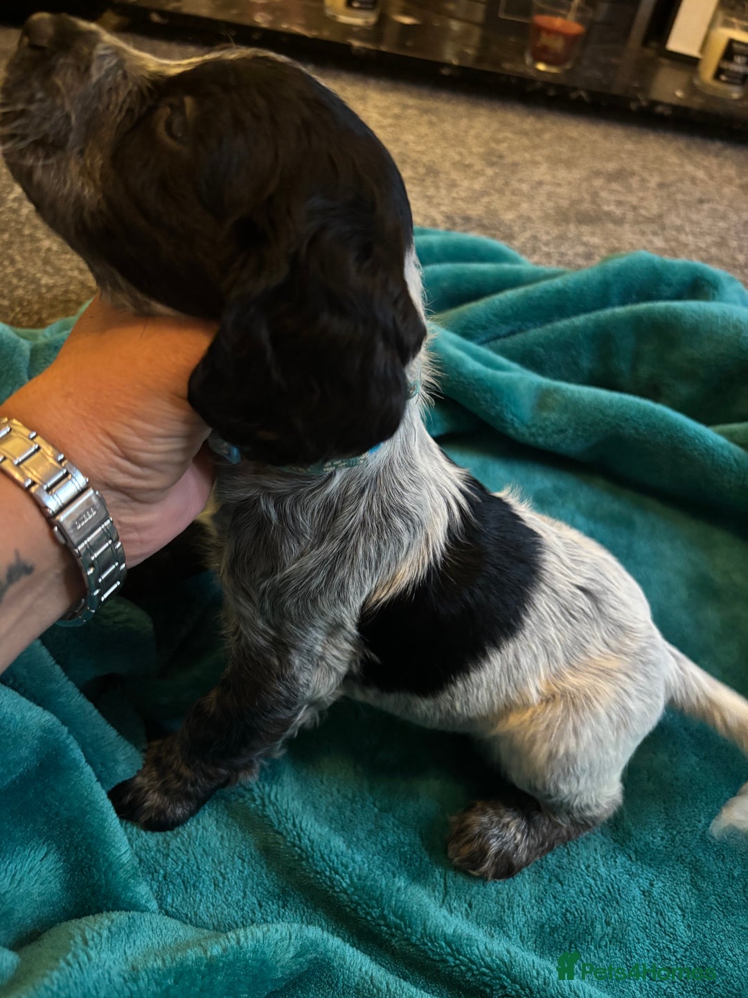 Cocker Spaniel dogs for sale: Georgous blue roan cocker spaniels - Image 9