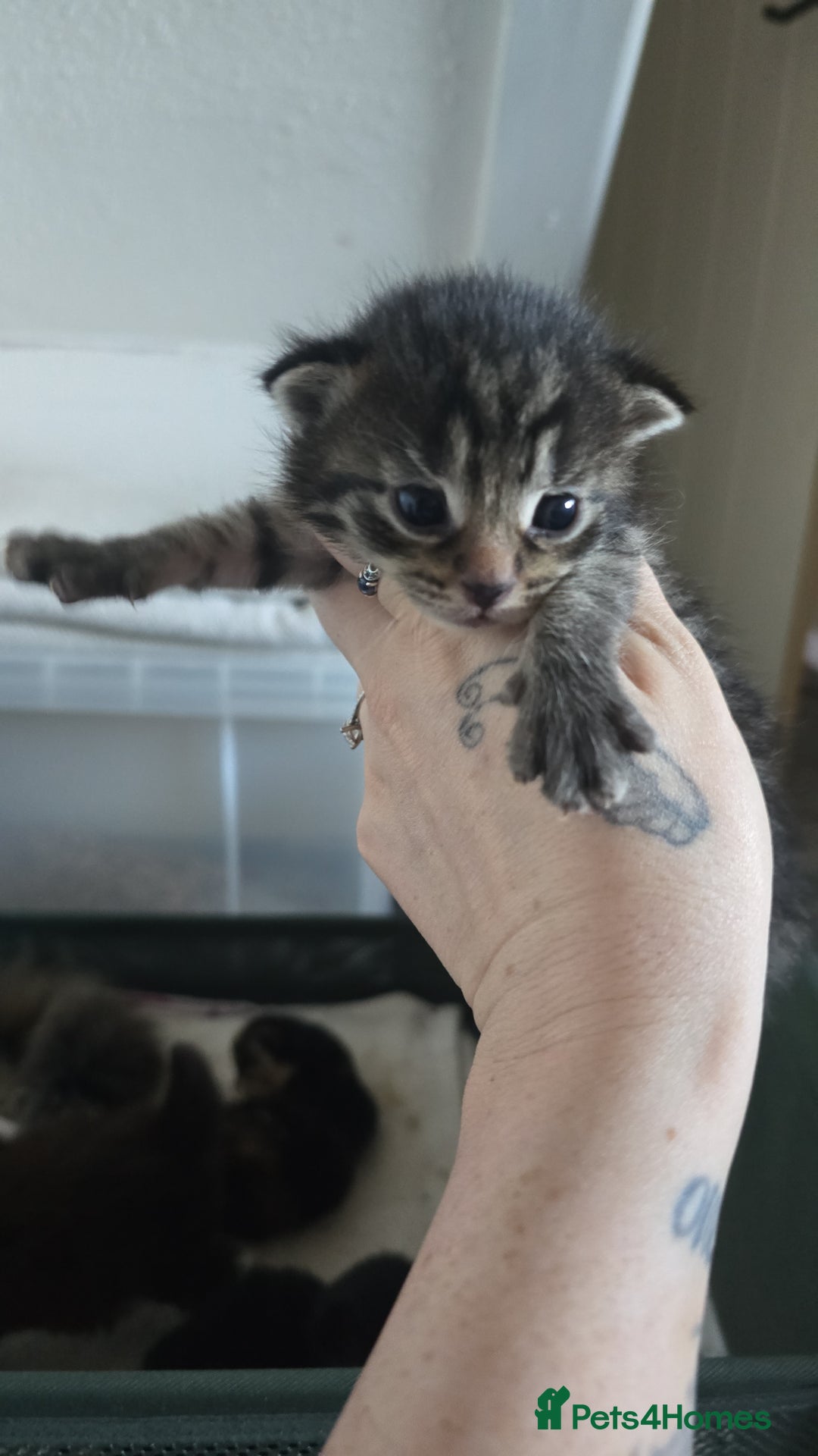 Maine Coon cats for sale: Beautiful Maine Coon cross kittens - Advert 9