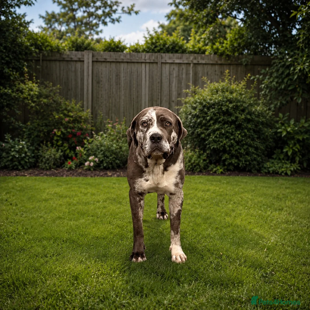 Cane Corso dogs for sale: BEAUTIFUL MERLE CANE CORSO FOR SALE - Advert 2