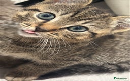 British Shorthair cats for sale: British short haired pedigree cross tabby kittens  - Image 9