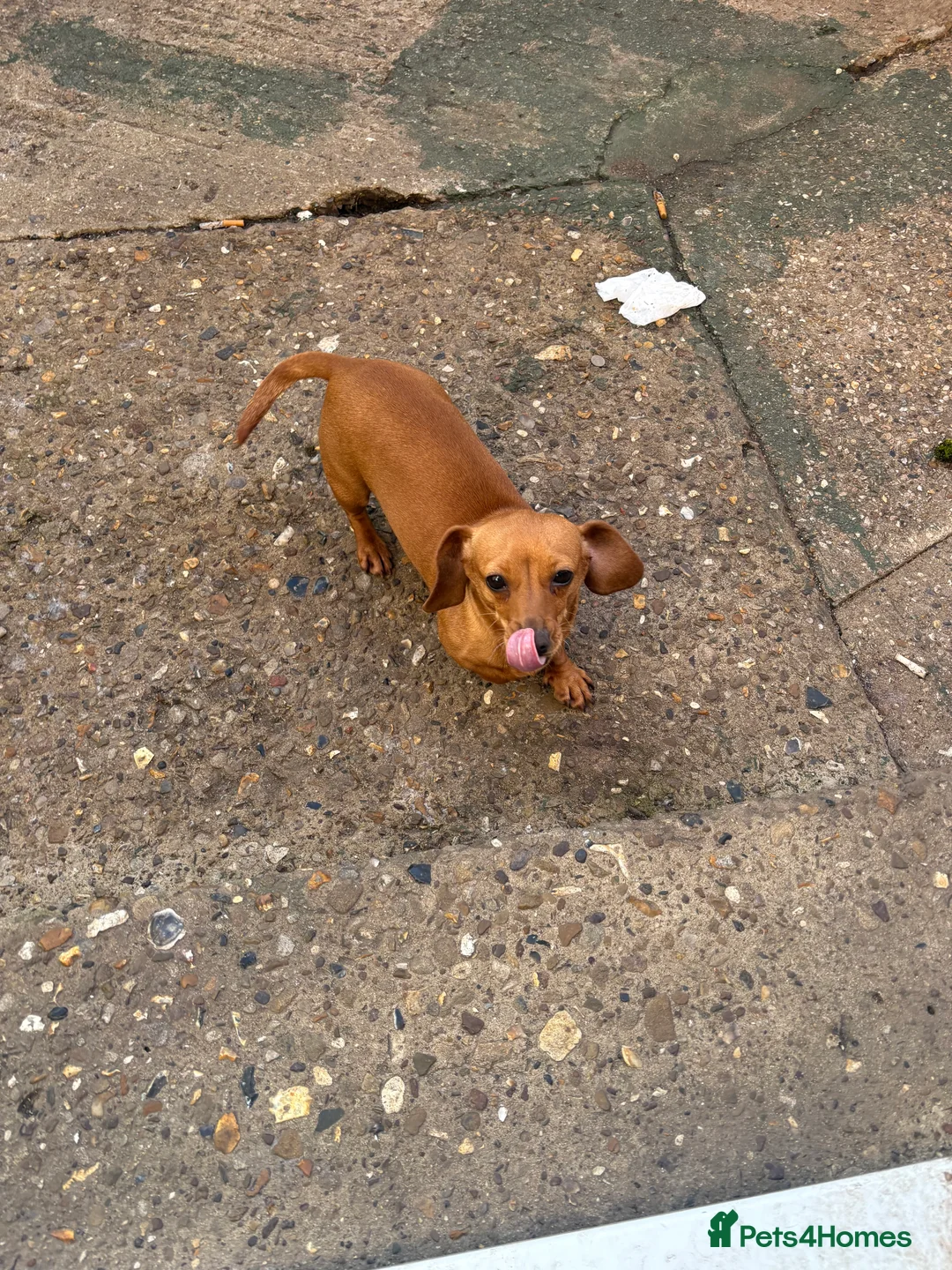 Miniature Dachshund dogs for sale: miniature dachshund for sale  in West Malling - Advert 2