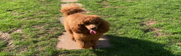 Toy Poodle dogs for stud: Health tested fox red toy poodle stud  in Stevenage - Advert 7