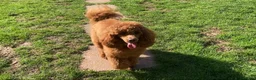 Toy Poodle dogs for stud: Health tested fox red toy poodle stud  in Stevenage - Advert 7