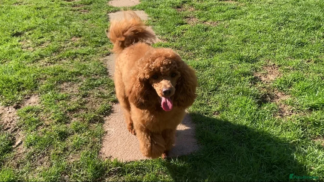 Toy Poodle dogs for stud: Health tested fox red toy poodle stud  in Stevenage - Advert 7