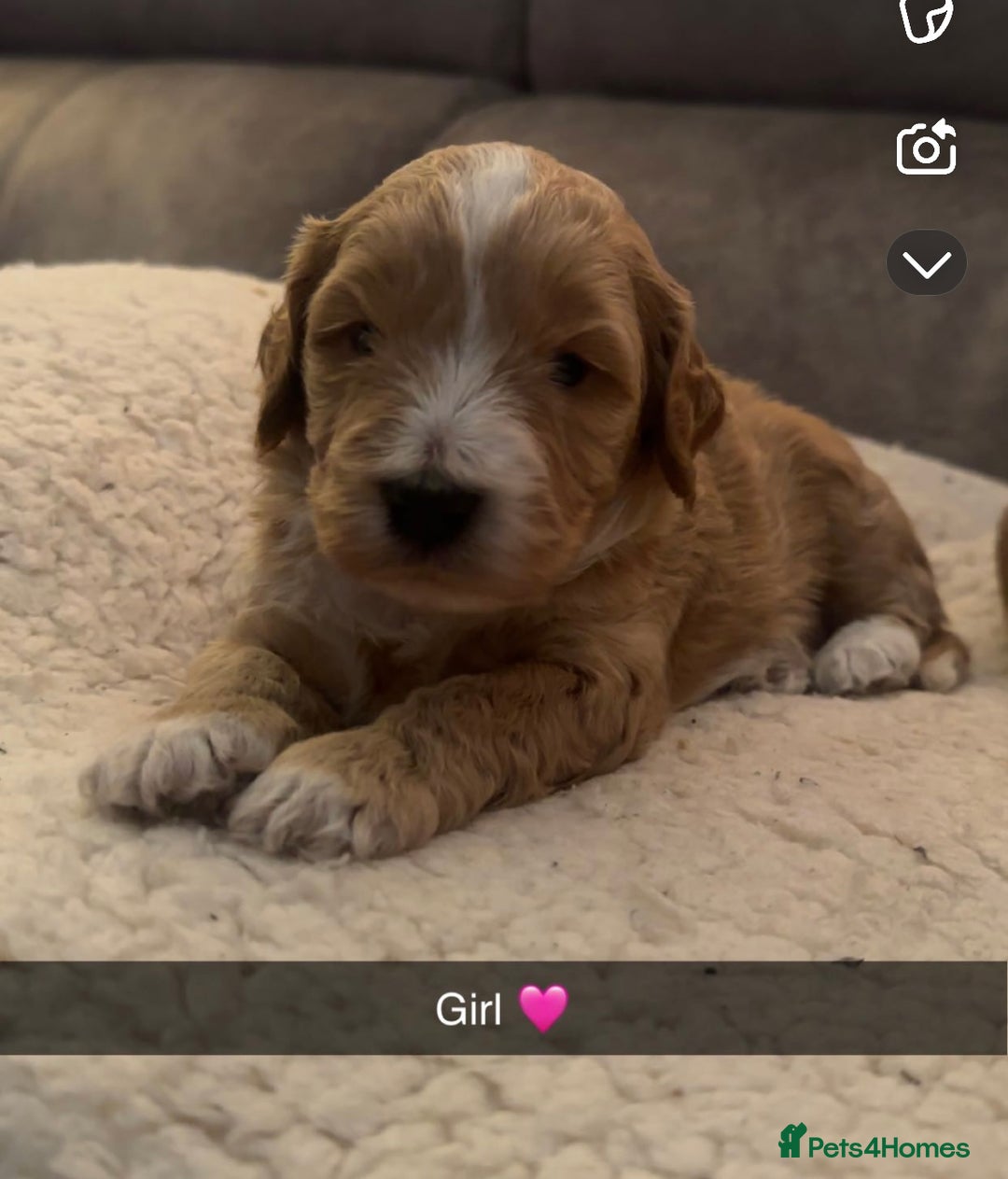 Australian Labradoodle dogs for sale: Stunning Australian labradoodles  - Image 3