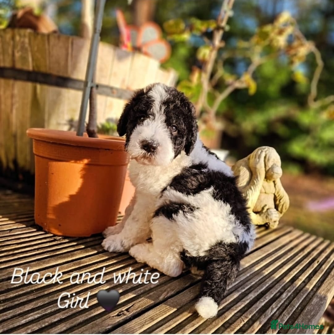 Labradoodle dogs for sale: Curly Coated Hypo-Allergenic Labradoodle Puppies   - Advert 16