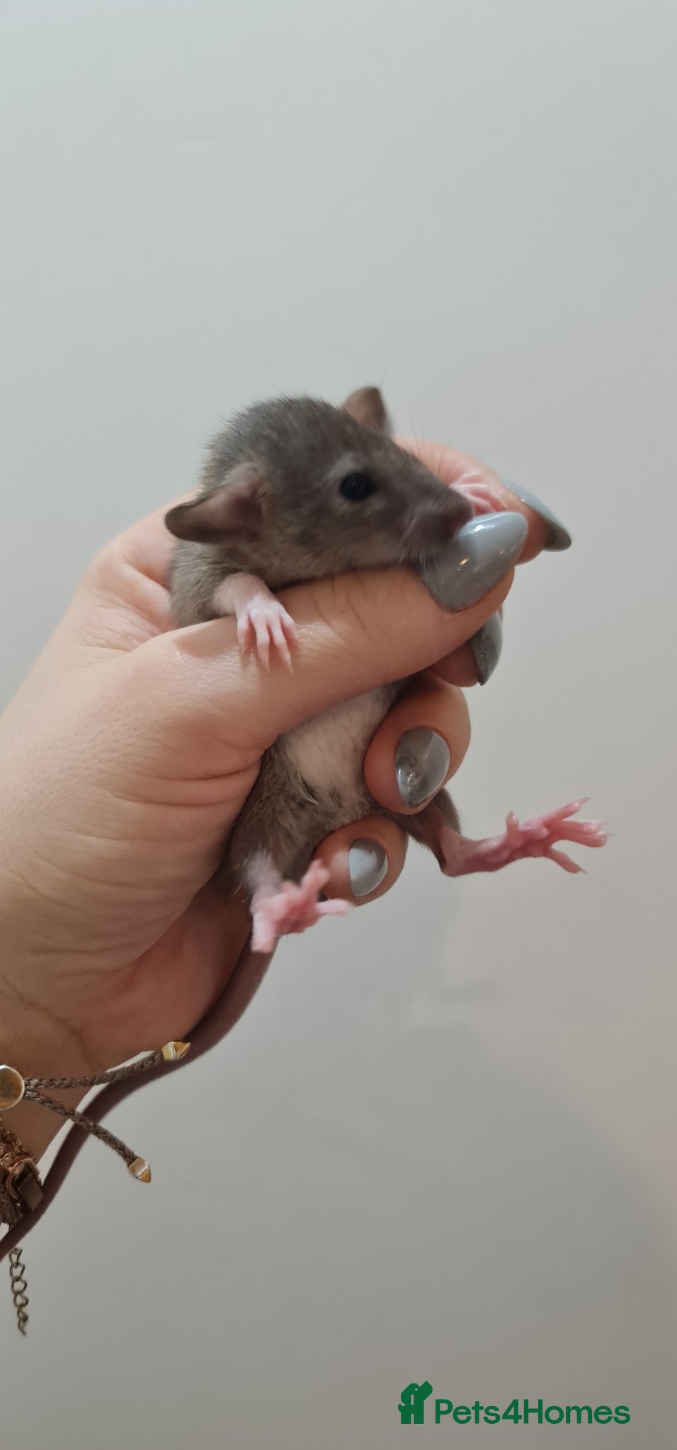 Rat rodents Baby rats looking for forever loved home  - Advert 1