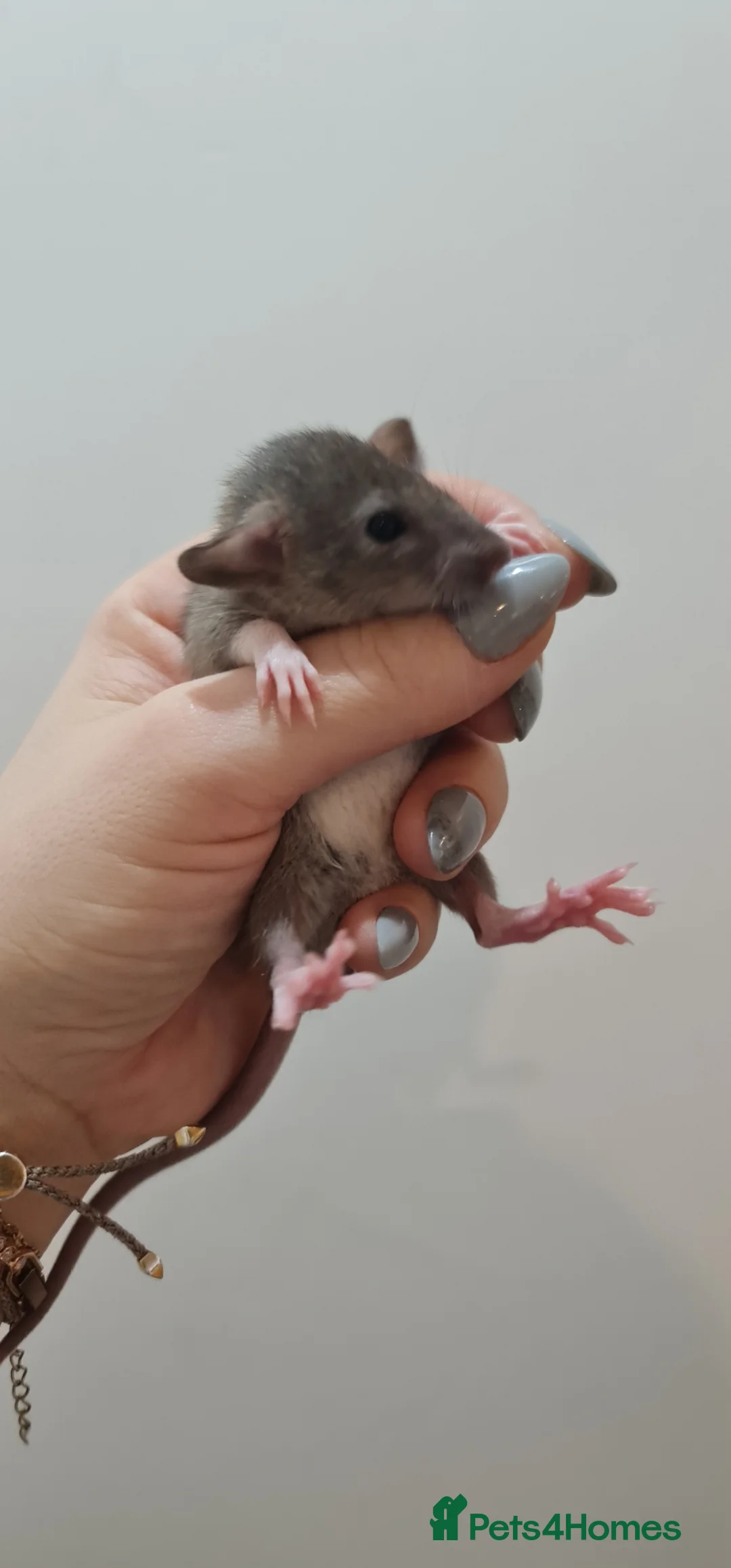 Rat rodents for sale: Baby rats looking for forever loved home  - Advert 1