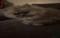 Persian cats for sale: Persian Grey kitten male and female - Image 12