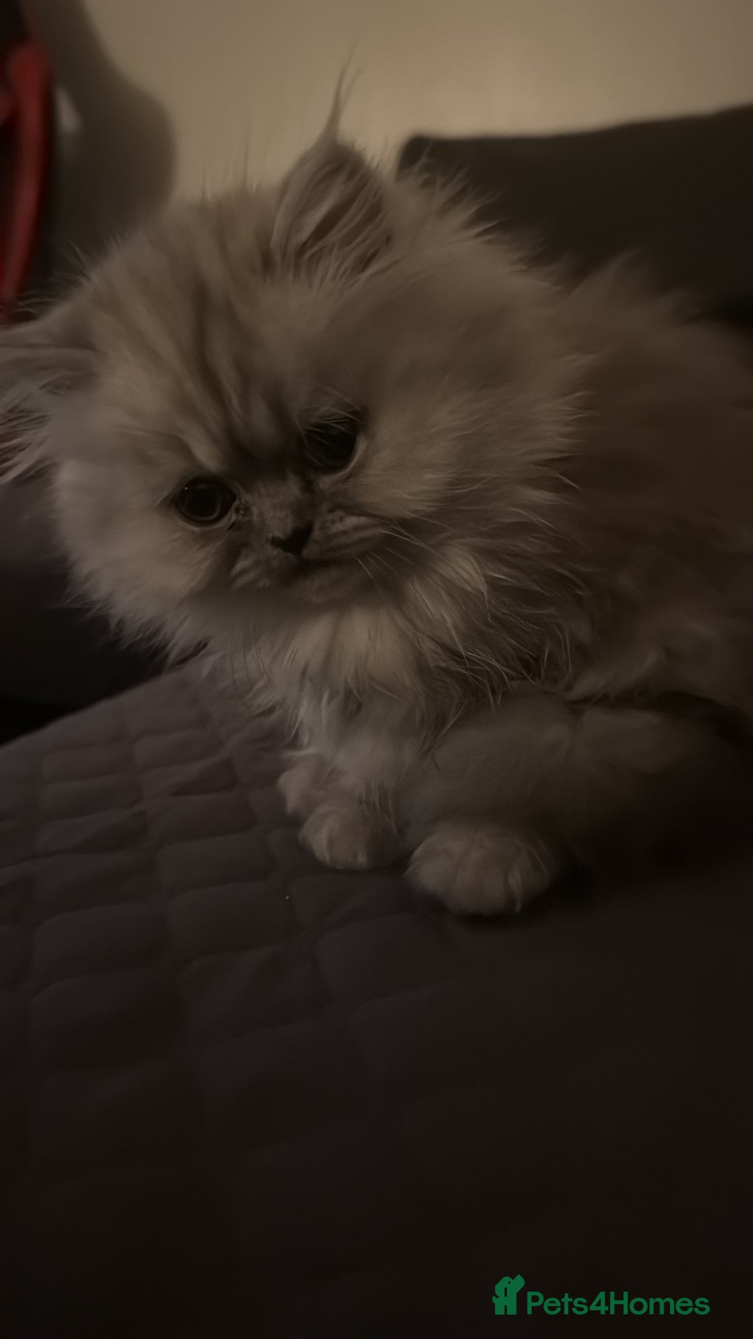 Persian cats for sale: Persian Grey kitten male and female - Image 12