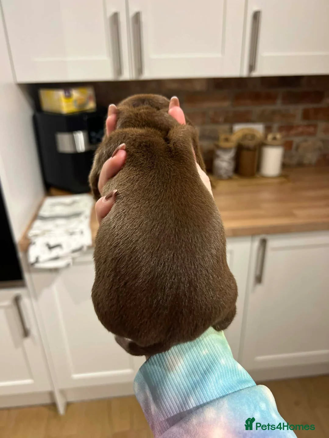 Miniature Dachshund dogs for sale: Stunning kc babies ready to leave ready for  **  in Portsmouth - Advert 9