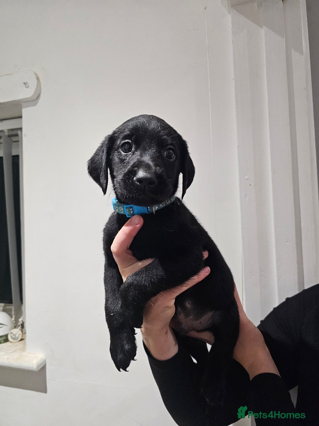 Labrador Retriever dogs for sale: 🐕3 pedigree labs remaing 🐕 - Advert 10