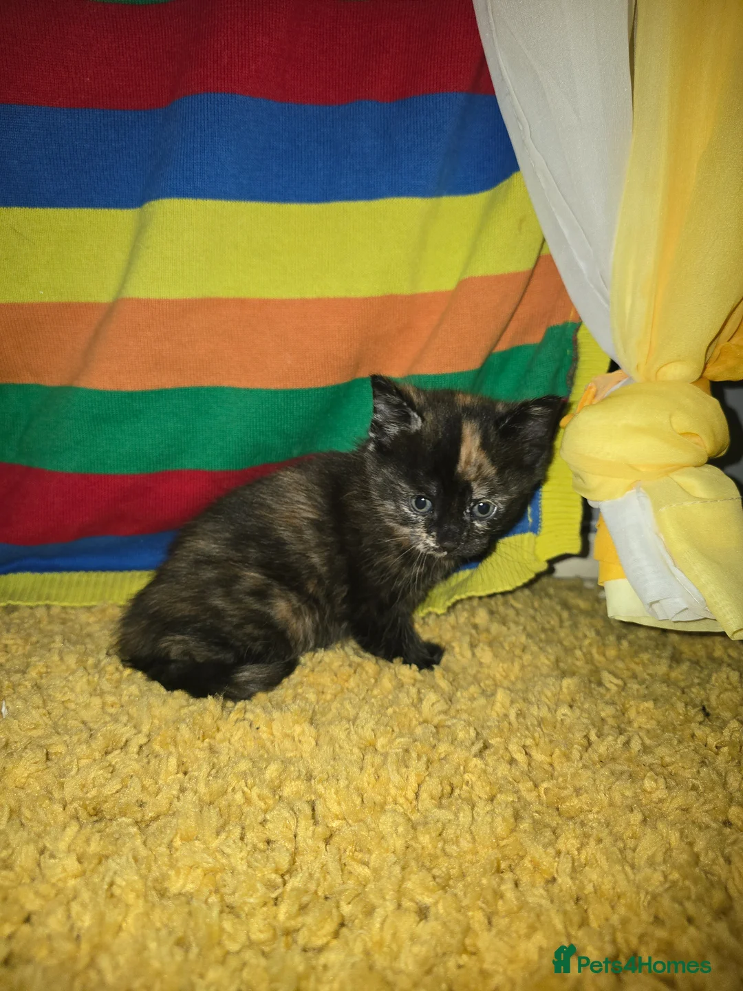 Mixed Breed cats for sale: Two female kittens for sale - Advert 2