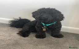 Cavapoochon dogs for stud: For Stud - Handsome Cavapoochon Boy Available - Image 5