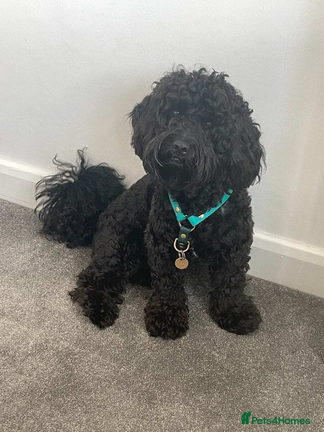 Cavapoochon dogs for stud: For Stud - Handsome Cavapoochon Boy Available - Image 5