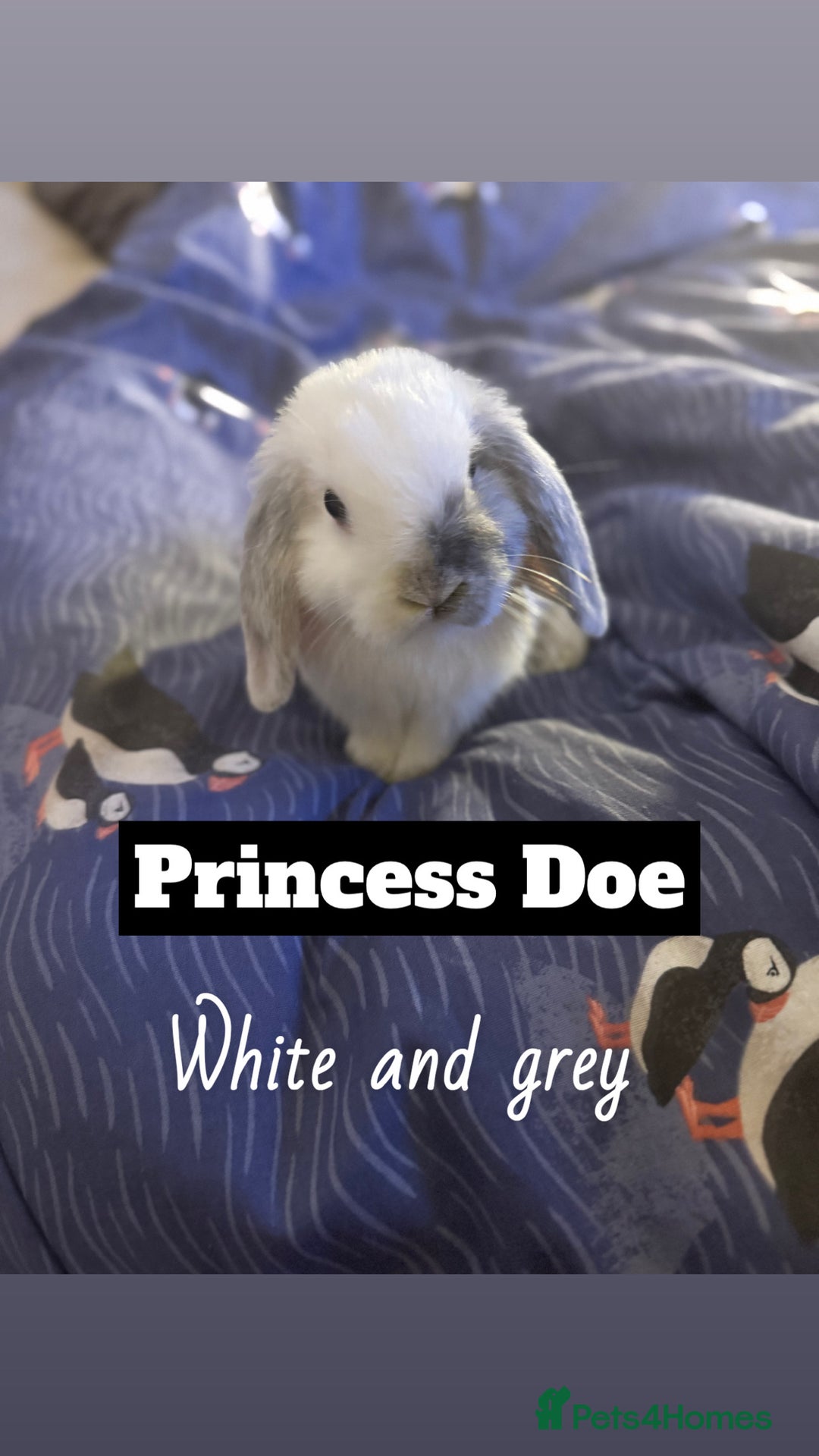 Mini Lop rabbits for sale: 4 mini lops  - Image 2