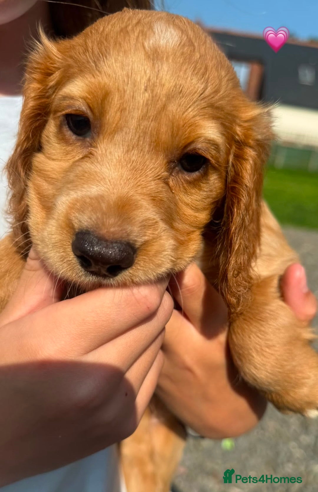 Cocker Spaniel dogs Working cocker spaniel puppies - Advert 4