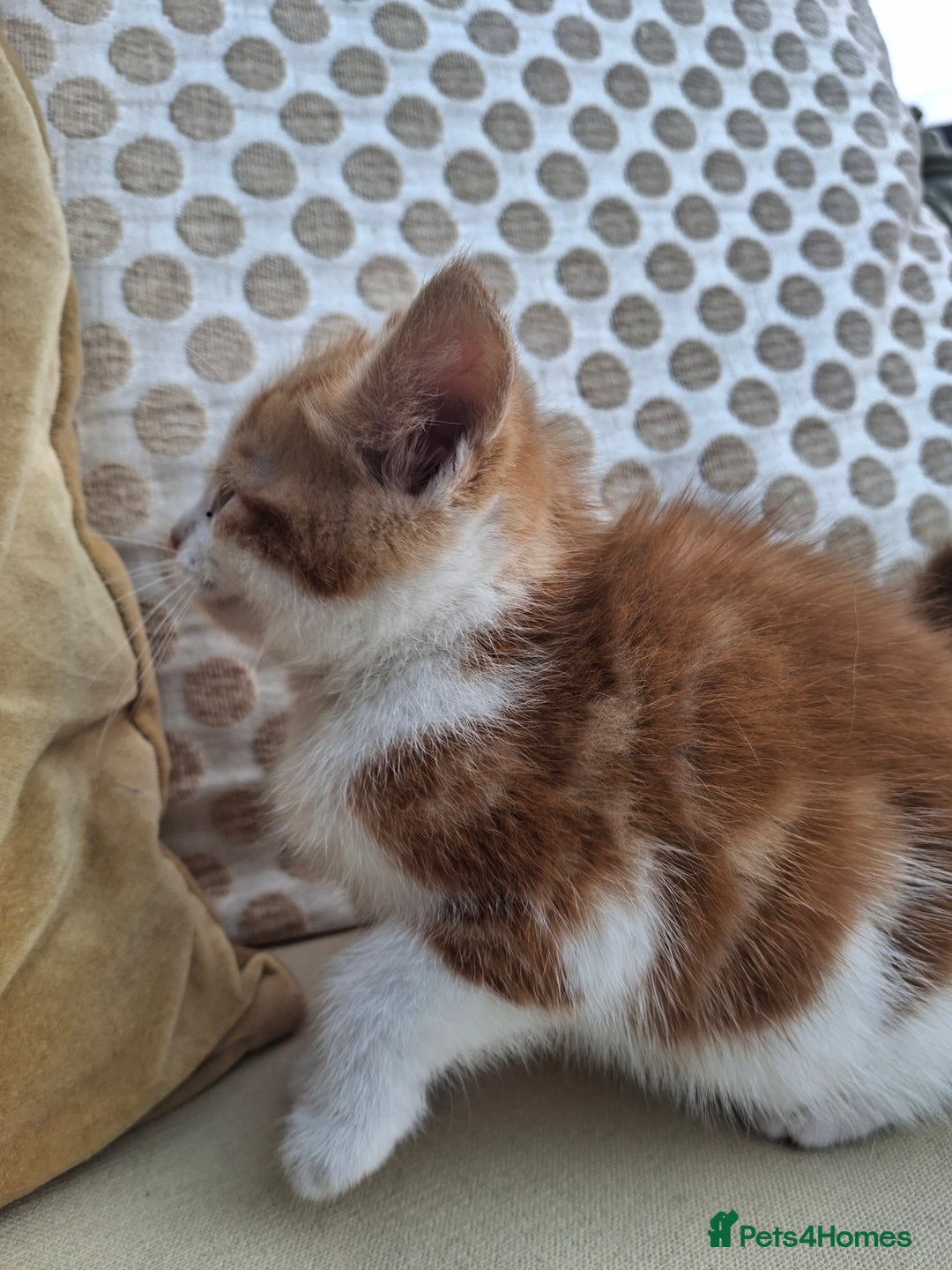 Mixed Breed cats for sale: 3 adorable little kittens for sale  - Image 6