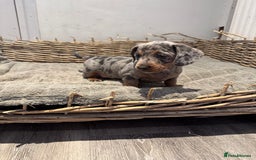 Dachshund dogs for sale: Beautiful Blue & Tan Dapple Girl  - Image 6