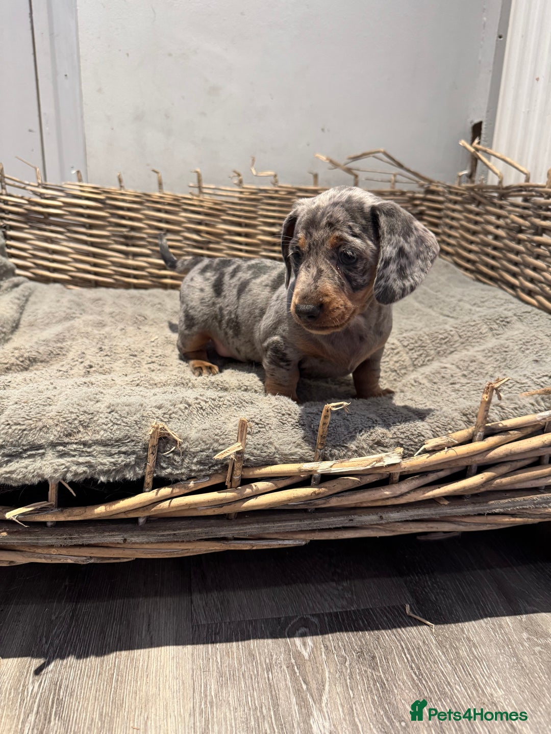 Dachshund dogs for sale: Beautiful Blue & Tan Dapple Girl  - Image 6