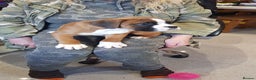 Boxer dogs for stud: Kc Registered and Heart scored Stud dog in Herne Bay - Advert 8