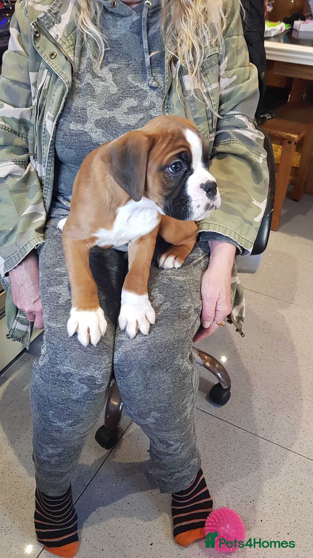 Boxer dogs for stud: Kc Registered and Heart scored Stud dog in Herne Bay - Image 8